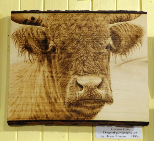 Pyrography Art - Curious Cow – The Lighthouse, Appin Craft Shop