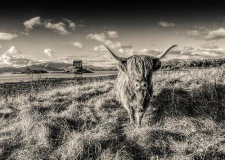 Card - Highland Cow by Castle Stalker - sepia